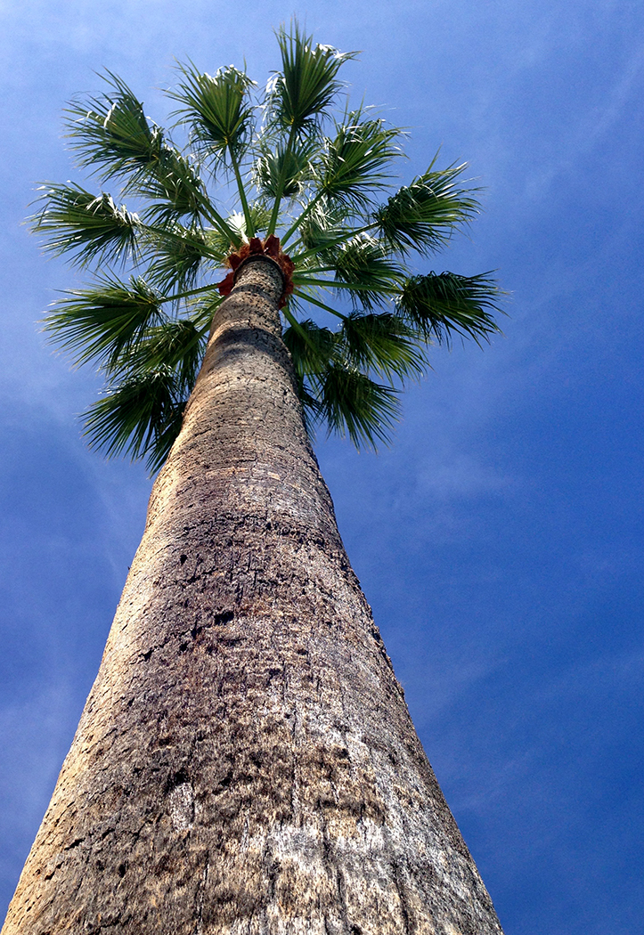 Reach-for-the-Sky_20150902 Cannes Palm Tree_exIMG_1954h1050